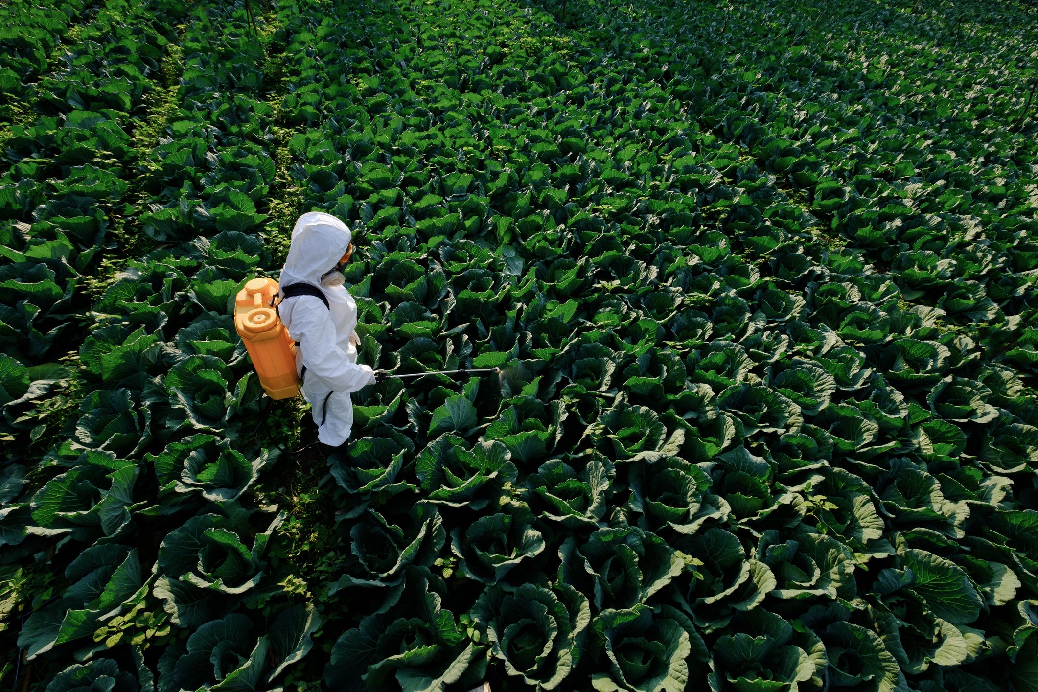 Agricultura sostenible en Perú